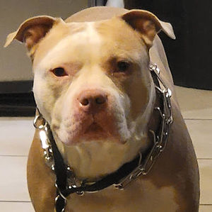 Meet your Posher, Agustin